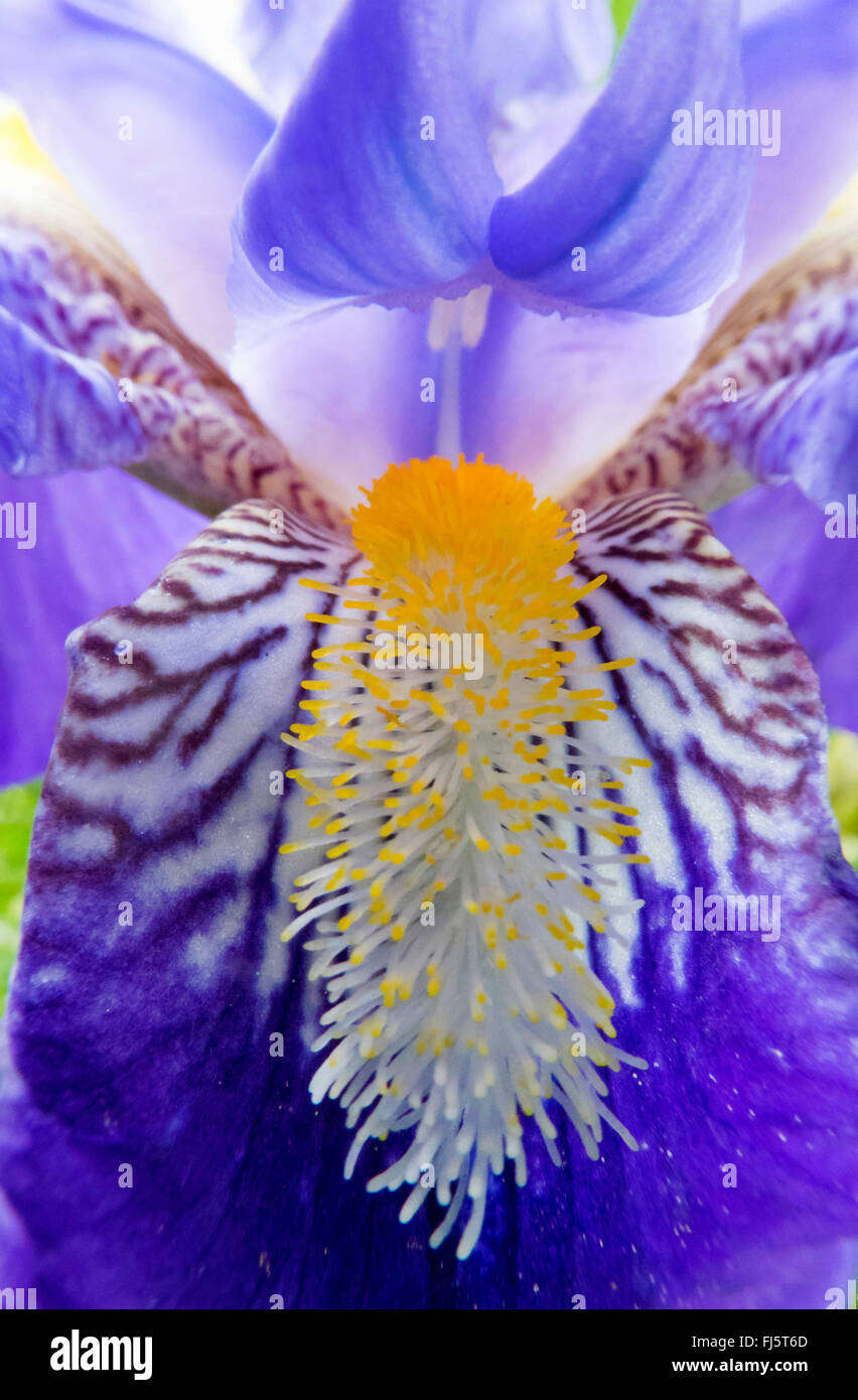 Sibirische Schwertlilie, sibirische Flagge (Iris Sibirica), Blütenblatt, Österreich, Burgenland Stockfoto