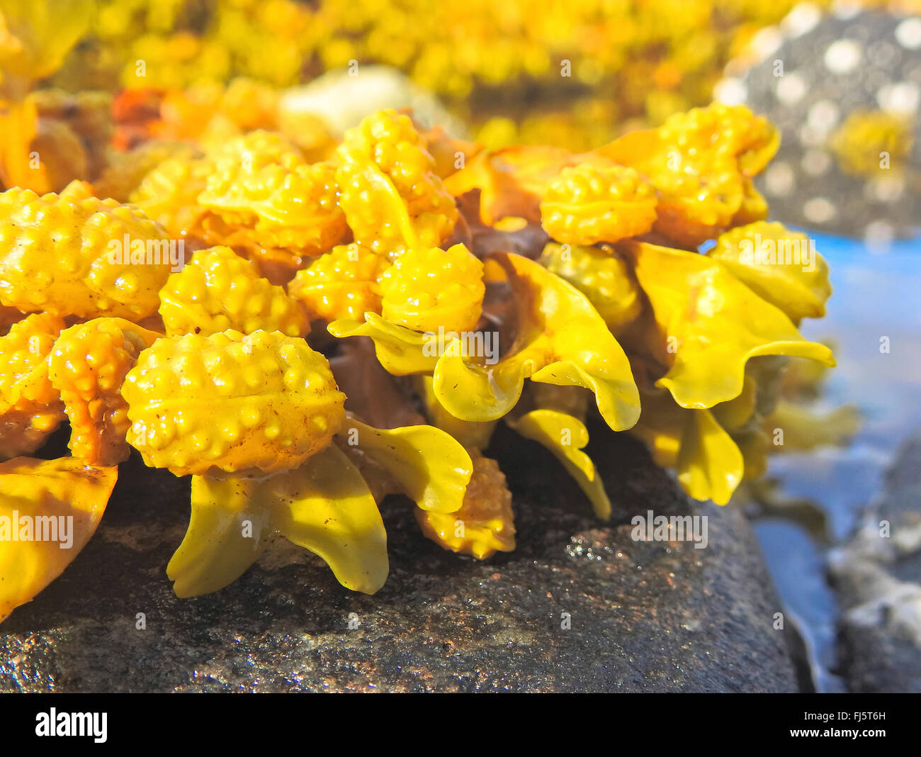 Blase Wrack (Fucus spec.), in der Gezeitenzone, Norwegen Troms Stockfoto