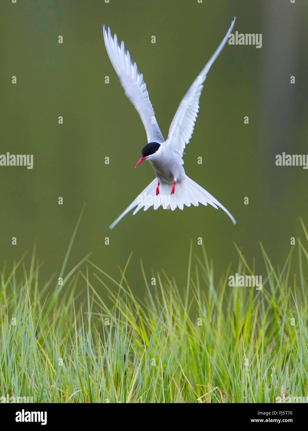 arktische Seeschwalbe (Sterna paradisaea), Landung auf Gras, Norwegen, Troms Stockfoto