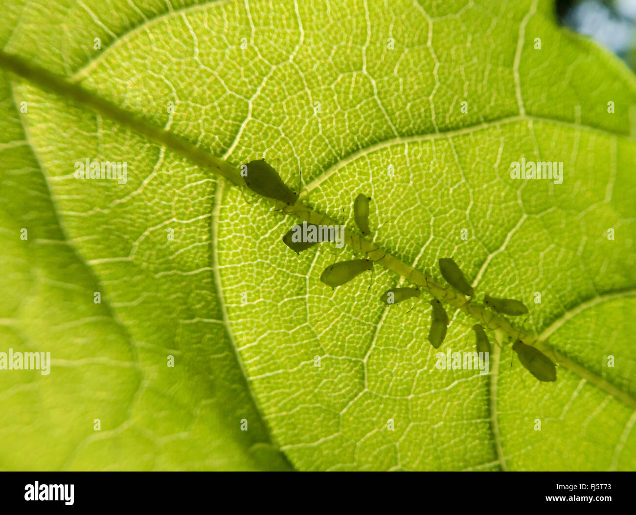 Blattläuse und Blattläuse (Aphidoidea), etc. Blattläuse auf einem Blatt, Deutschland Stockfoto