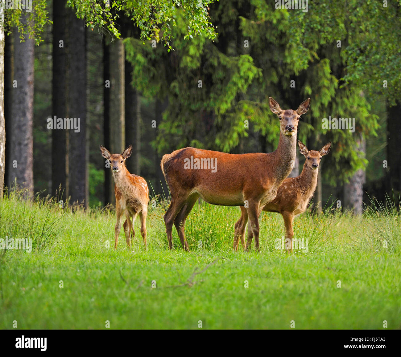 Rothirsch (Cervus Elaphus), Hinterbeine mit Kitze, Deutschland, Sachsen Stockfoto