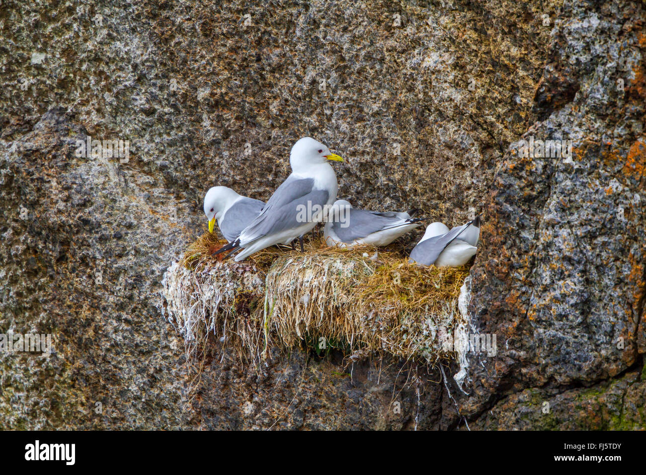 Schwarz-legged Kittiwake (Rissa Tridactyla, Larus Tridactyla), vier Zucht schwarz-legged Dreizehenmöwen, Norwegen, Lofoten-Inseln, Nusfjord Stockfoto