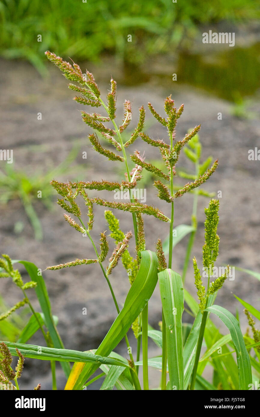 Barnyard Grass Cockspur Rasen Echinochloa Crus Galli Echinochloa Crusgalli Bluhen Deutschland Stockfotografie Alamy