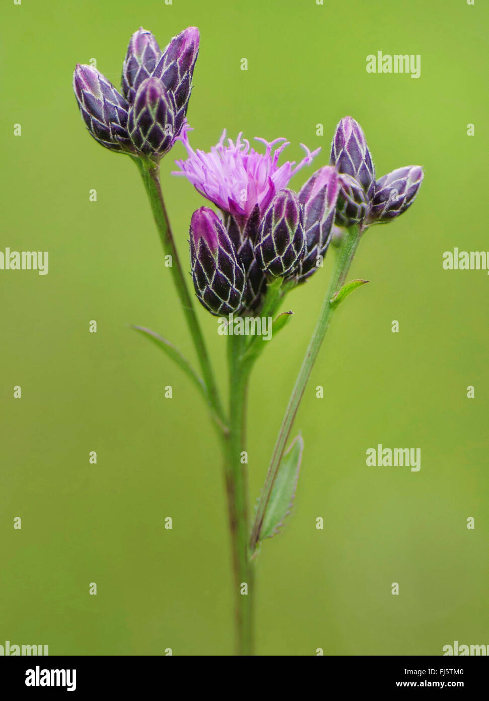 Säge-Scharte (Serratula Tinctoria), Blütenstände, Oberbayern, Oberbayern, Bayern, Deutschland Stockfoto