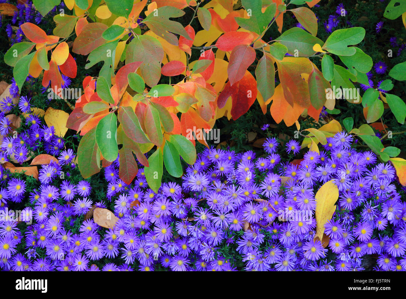 Sassafras (Sassafras Albidum), im Herbst mit Astern, Deutschland Stockfoto