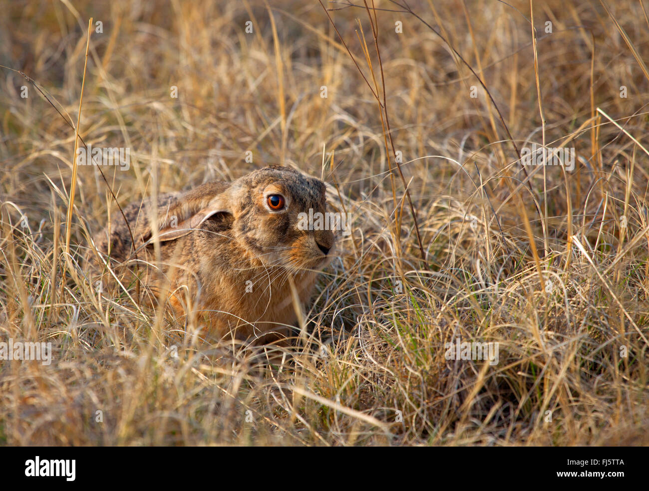 Cape Hase, braune Hasen (Lepus Capensis), gut getarnt in Trockenrasen, Südafrika Stockfoto