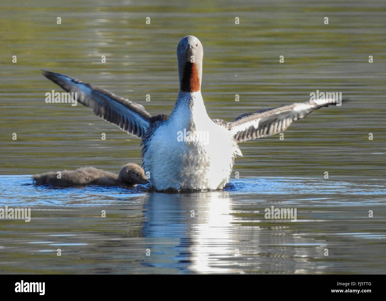 Sterntaucher (Gavia Stellata), schütteln über Huhn, Norwegen Troms Stockfoto