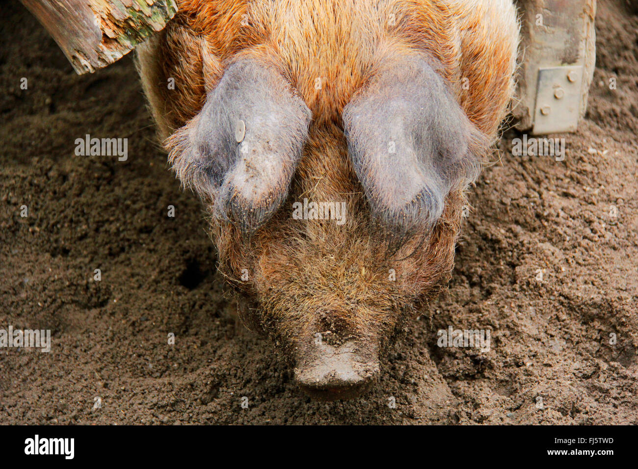 Husum rot Pied, dänischer Protest Schwein (Sus Scrofa F. Domestica), im Schlamm, Deutschland Stockfoto