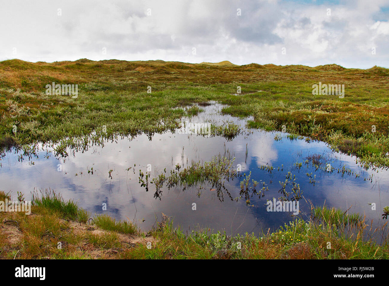 Teich im Gras gewachsen Dünenlandschaft, Dänemark, Juetland, Nationalpark Thy Stockfoto