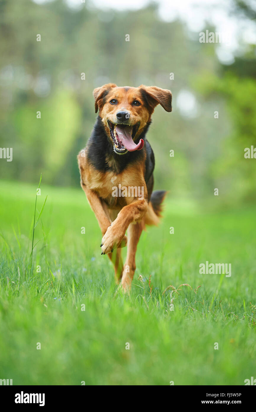 Mischling Hund (Canis Lupus F. Familiaris), gemischte Rasse Hund mit Zunge hängt heraus laufen auf einer Wiese, Deutschland Stockfoto