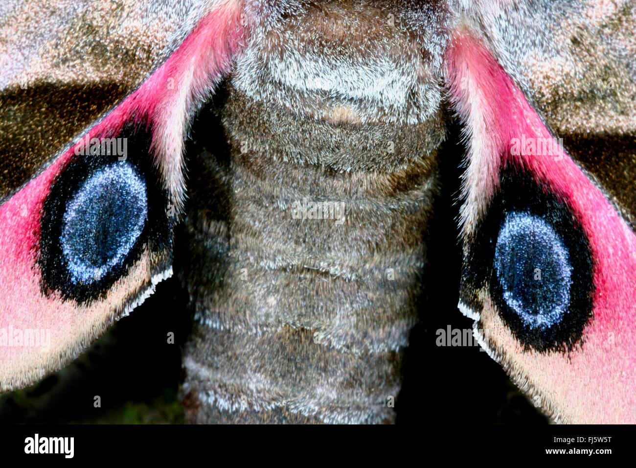 Eyed Eyed Hawkmoth, Hawkmoths Hawk-Motten (Smerinthus Ocellata, Smerinthus Ocellatus), Hawk-Moth, Auge-Spots auf die Hinterflügel, Deutschland Stockfoto