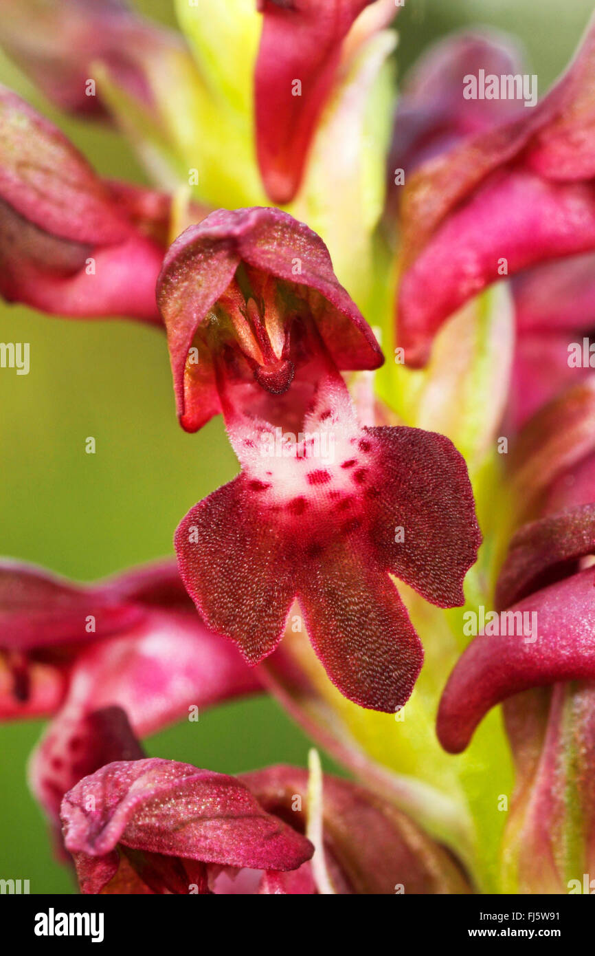 Fehler-Orchidee (Orchis Coriophora, Anacamptis Coriophora), Blumen Stockfoto