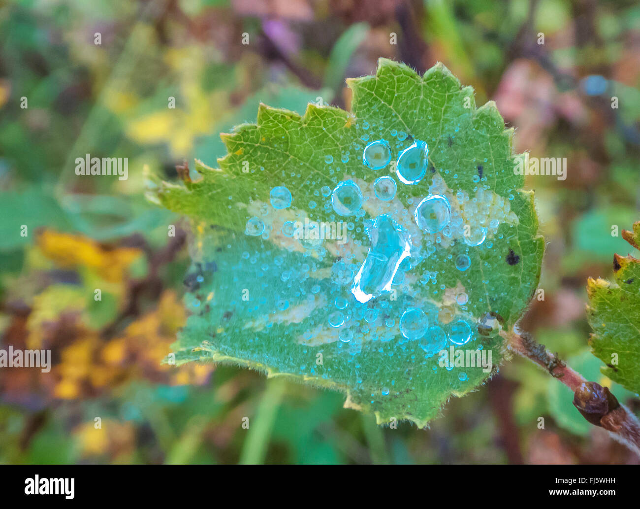 Birke (Betula spec.), Tau auf Birke Blatt, Norwegen Troms Stockfoto