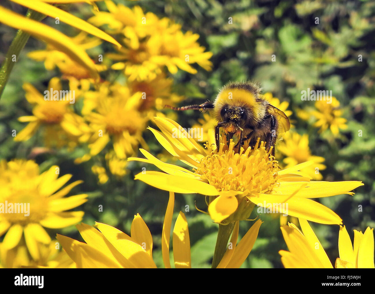 bescheidene Biene (Bumbus spec.), Hummel auf gelben zusammengesetzten Blume, Norwegen Troms Stockfoto