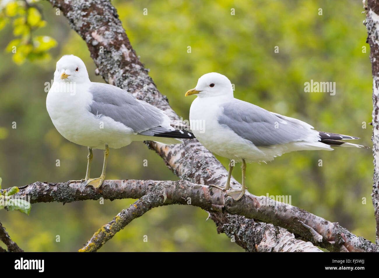 MEW Gull (Larus Canus), paar auf einem Baum, Norwegen Troms Stockfoto