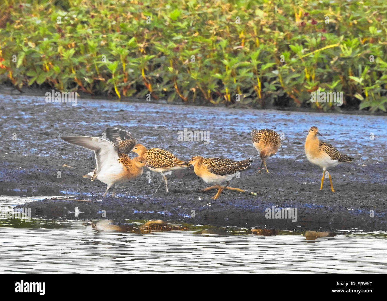 Kampfläufer (Philomachus Pugnax), juvenile Kaulbarsche, Norwegen, Troms Stockfoto