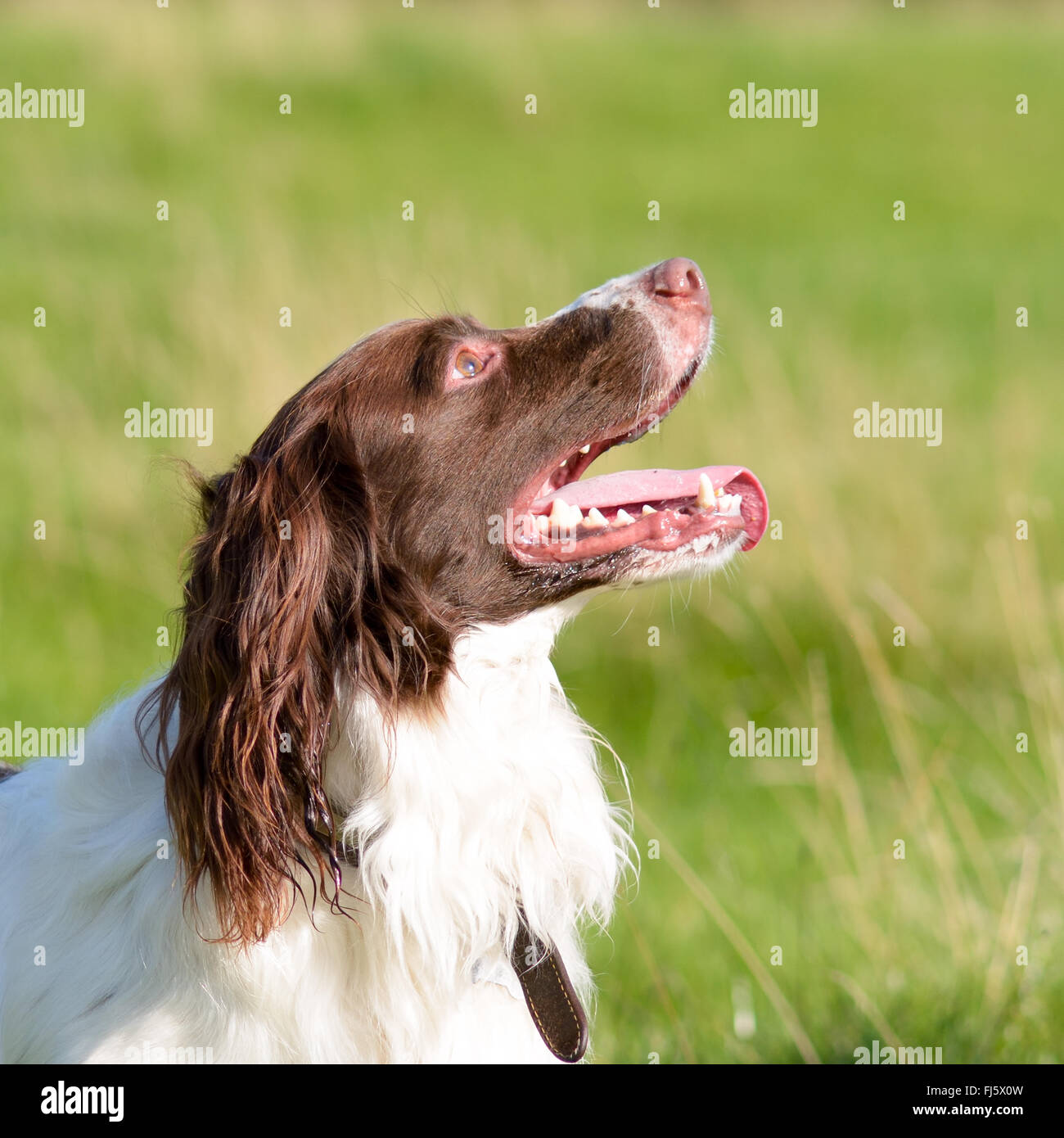 Englisch Springer Spaniel Hund (Canis Lupus Familiaris) Porträt Stockfoto