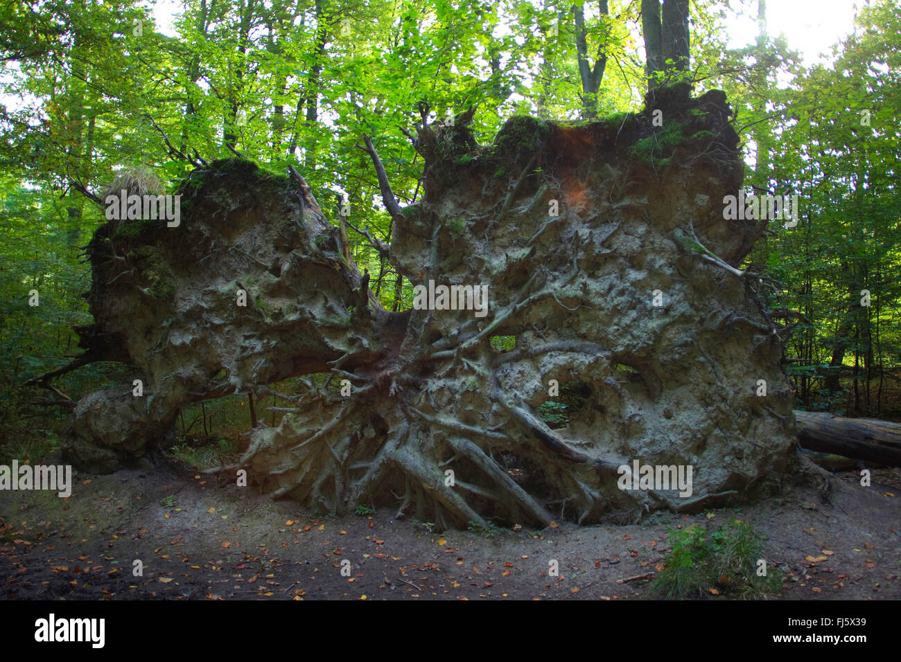 Wurzeln der einen umstürzenden Baum, Deutschland, Nordrhein-Westfalen Stockfoto