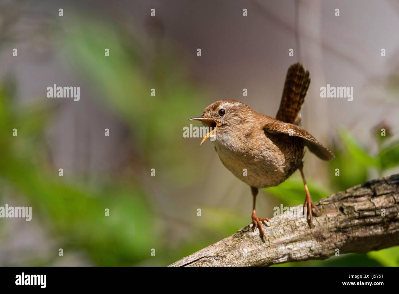 Eurasische Wren (Troglodytes troglodytes), singend auf einem Zweig, Deutschland Stockfoto