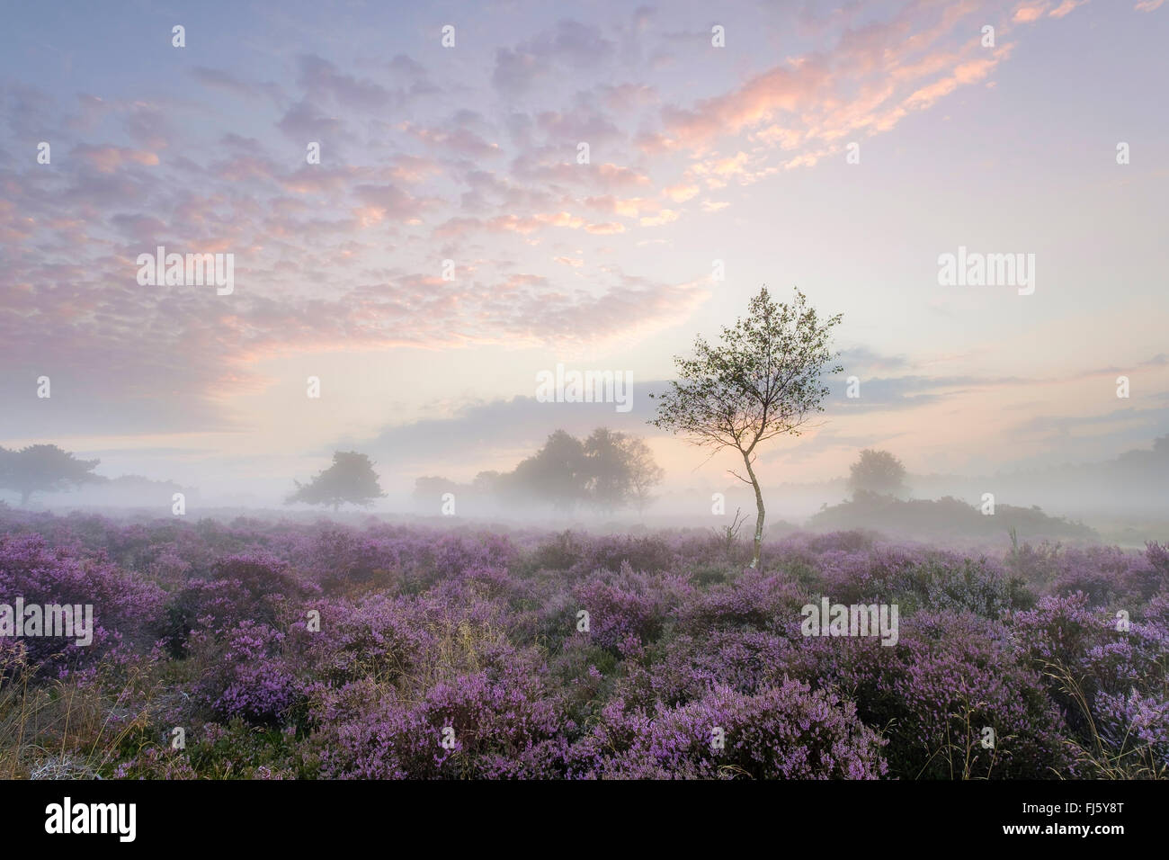Misty Autumn Morgen auf Westleton Heath. Stockfoto