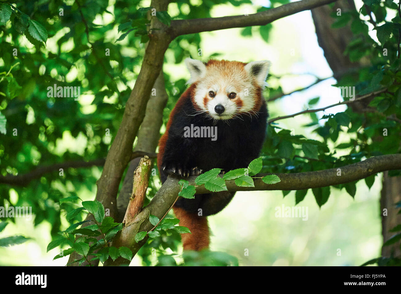 kleinere Panda, roter Panda (Ailurus Fulgens), sitzt auf einem Ast an einem Baum Stockfoto