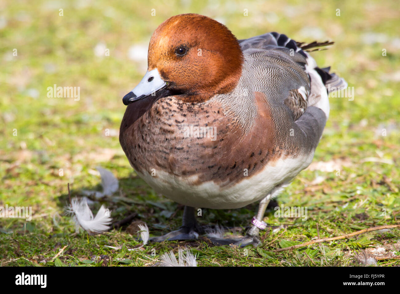 Eine männliche Pfeifente, Anas Penelope auf dem Widlfowl-See im Grange über Sand, Cumbria, UK. Stockfoto