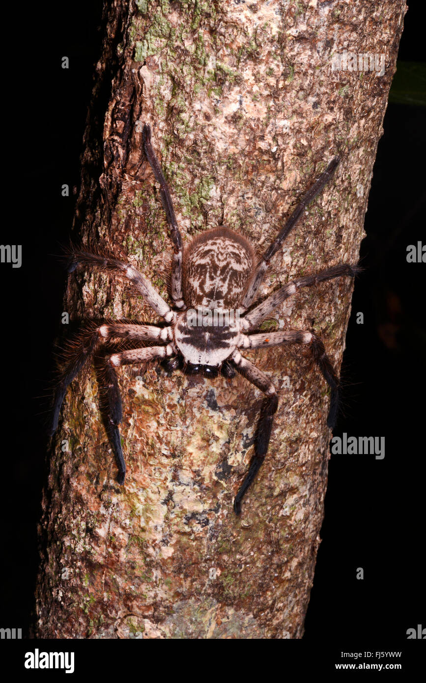 Riesenkrabbe Spinnen (Sparassidae), sitzen auf einem Baumstamm, Madagaskar, Nosy Be, Lokobe Reserva Stockfoto