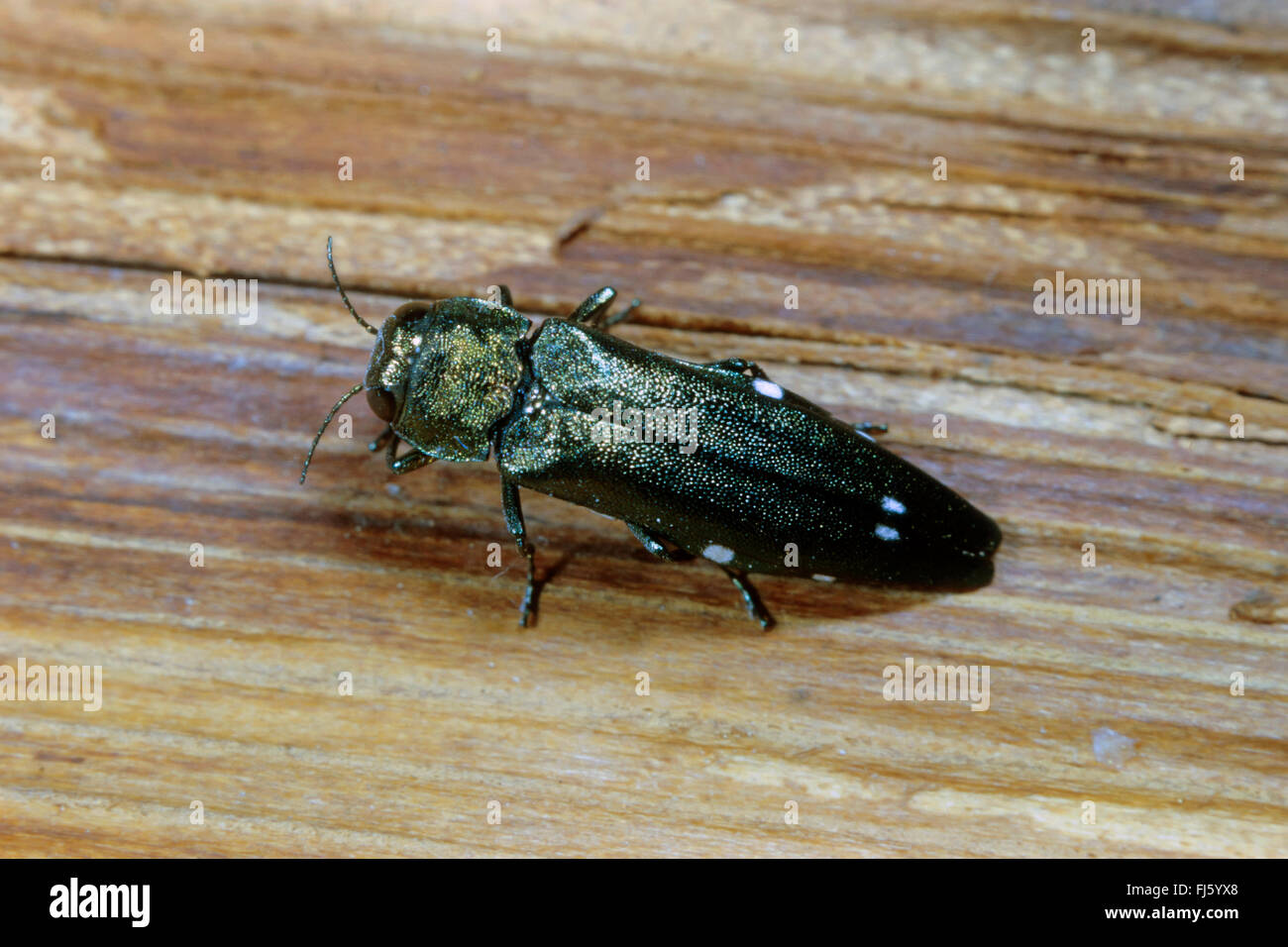 Eiche Pracht Käfer, Eiche Pracht-Käfer, zwei gefleckte Eiche Buprestid (Agrilus Biguttatus), auf Holz, Deutschland Stockfoto