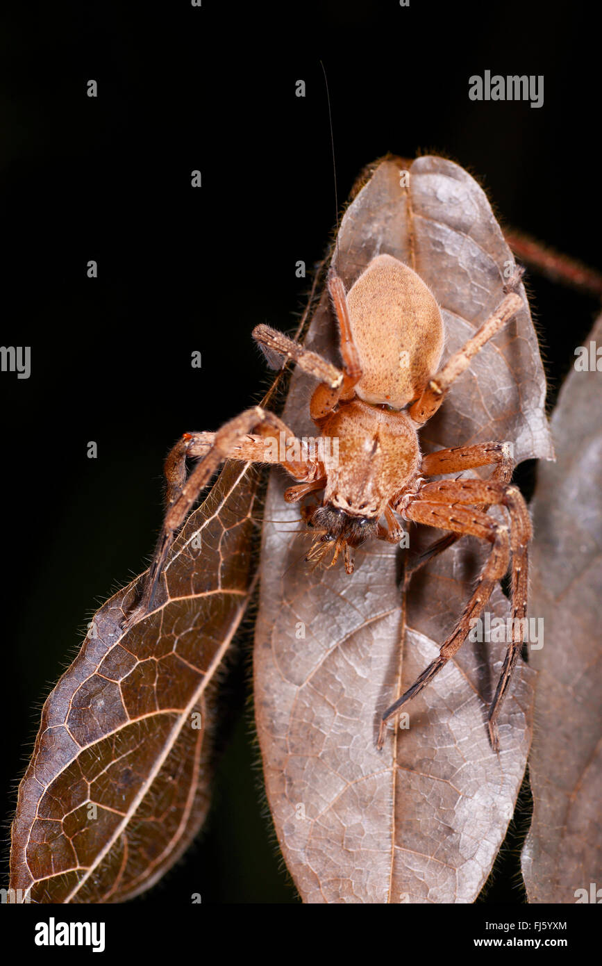 Riesenkrabbe Spinne (Sparassidae), sitzt auf einem Blatt, Madagaskar, Nosy Be, Lokobe Reserva Stockfoto