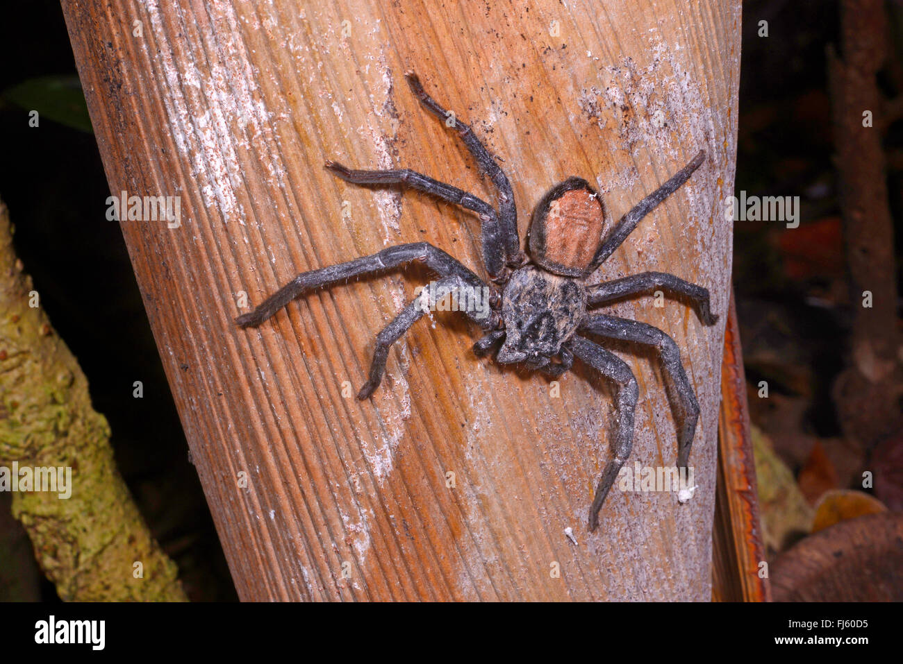 Riesenkrabbe Spinnen, Spinnen Jäger (Damastes Spec.  ), sitzen auf einem Stiel, Madagaskar, Nosy Be, Lokobe Reserva Stockfoto