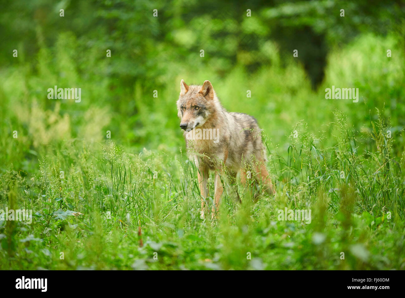 Europäische graue Wolf (Canis Lupus Lupus), stehend auf dem hohen Rasen, Deutschland, Bayern Stockfoto