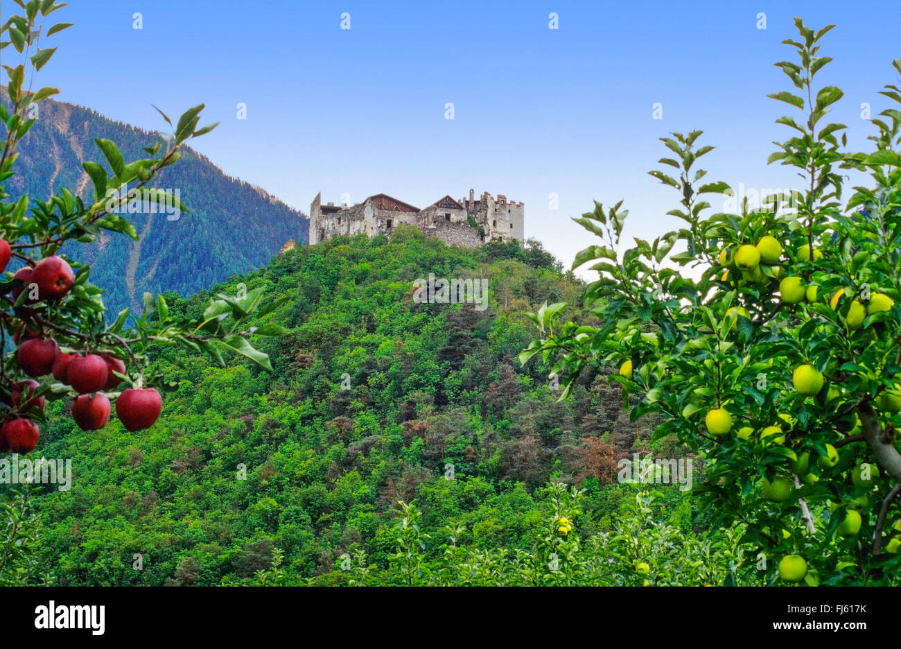 vie auf einer Burg durch Apfelbäume, Italien, Südtirol, Vinschgau Stockfoto