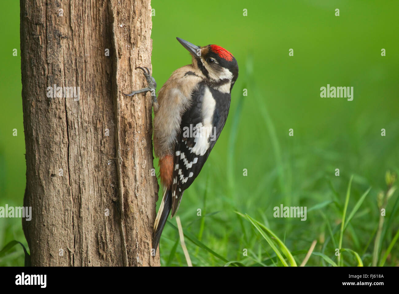 Buntspecht (Picoides major, Dendrocopos großen), Juvenile auf einem Zaunpfahl, Deutschland, Nordrhein-Westfalen Stockfoto