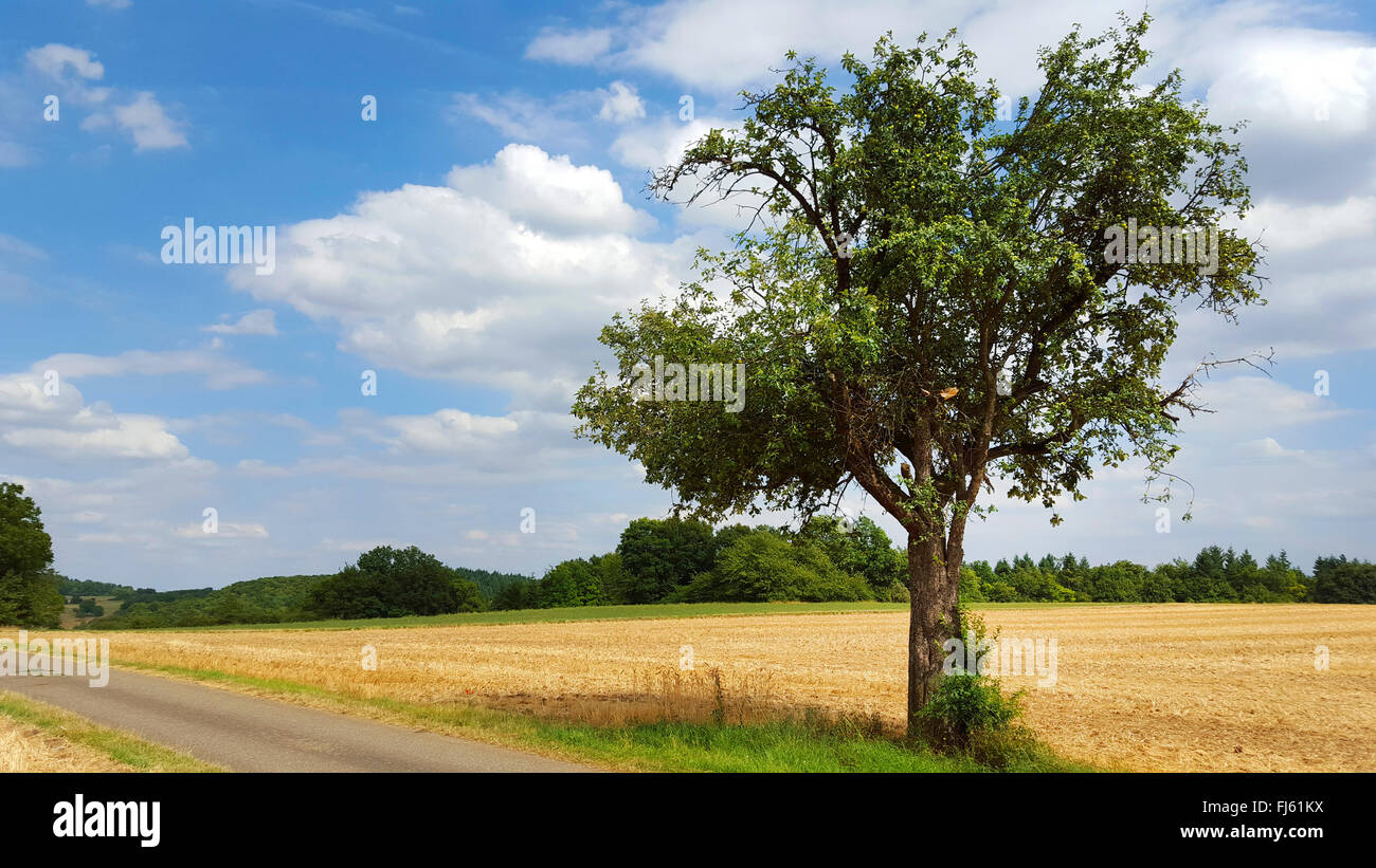 Apfelbaum (Malus Domestica), Fruchtbildung Apfelbaum am Straßenrand, Deutschland, Baden-Württemberg, Odenwald Stockfoto