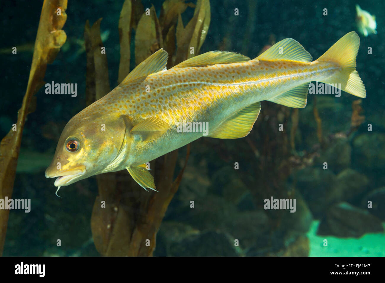 Kabeljau, Kabeljau, Dorsch (Gadus Morrhua), Schwimmen Stockfoto