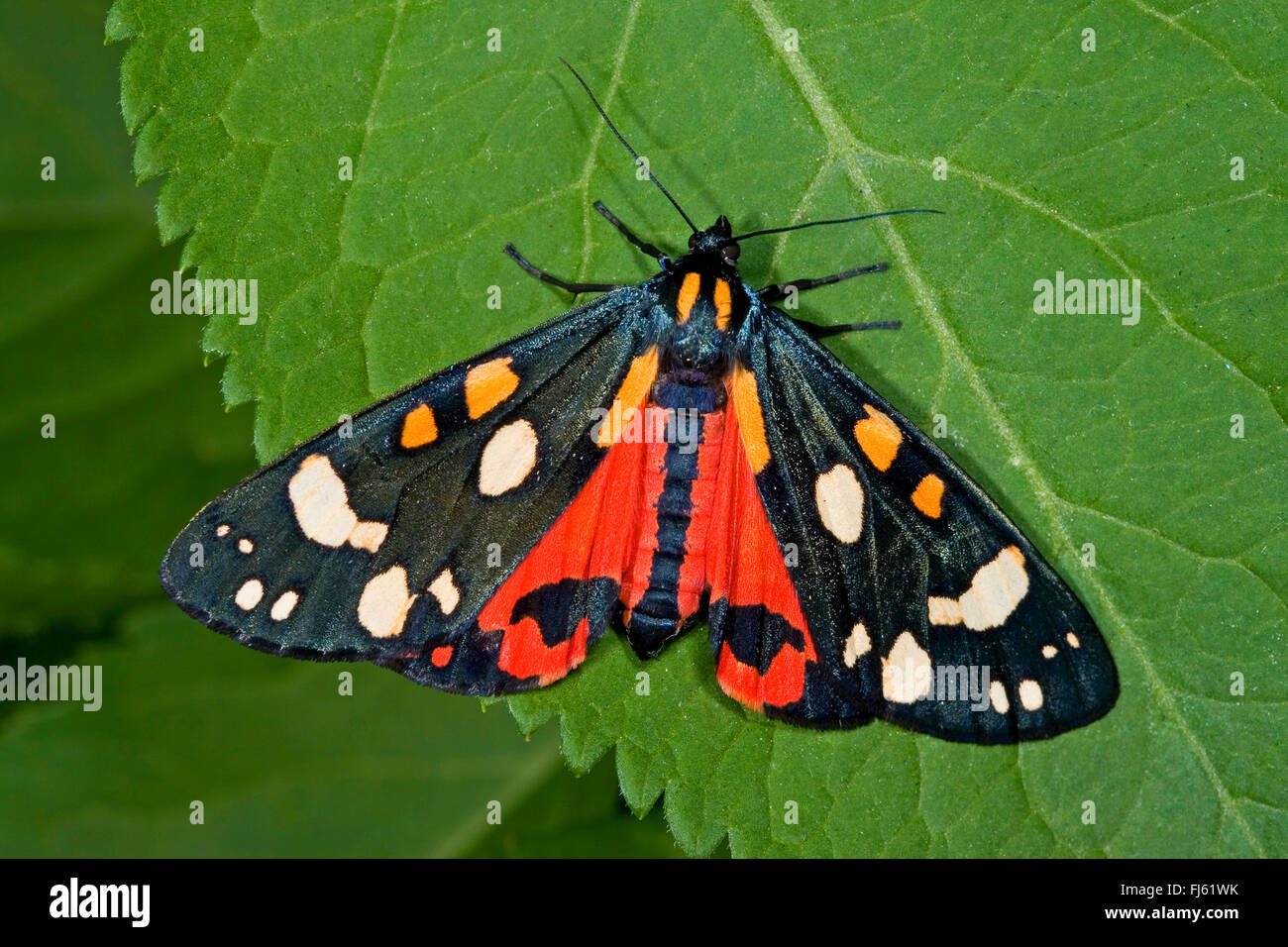 Scharlachrote Tiger (Art Dominula, Panaxia Dominula), sitzt auf einem Blatt, Deutschland Stockfoto