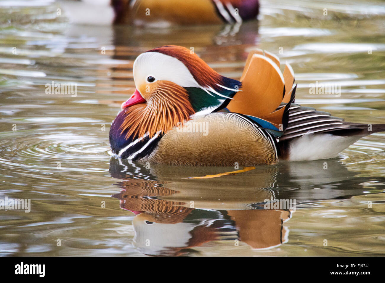 Männliche Mandarin Enten auf dem See Widlfowl Grange über Sand, Cumbria, UK. Stockfoto