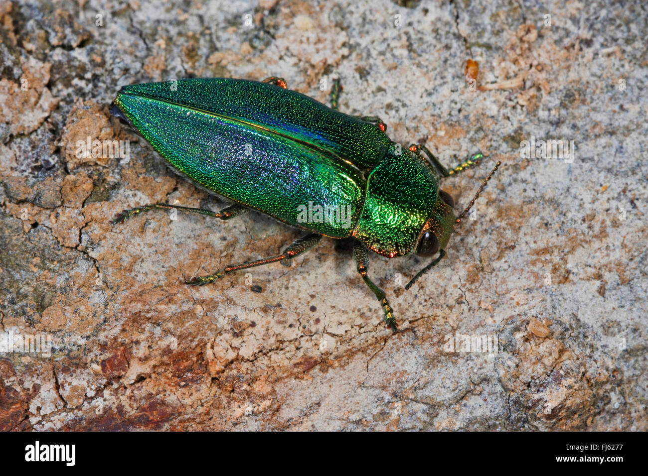 Buprestid (Latipalpis Plana), auf Rinde Stockfoto