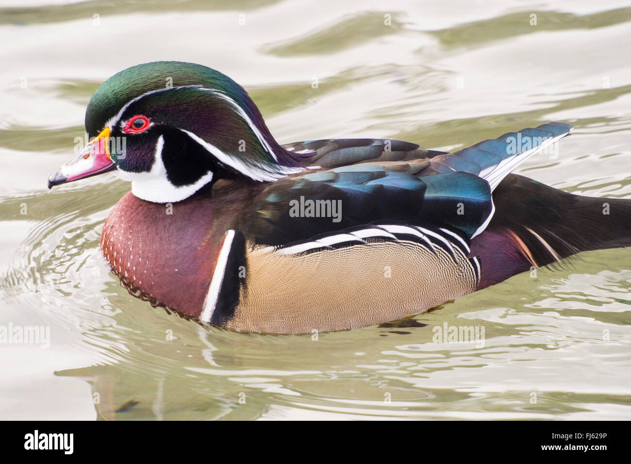 Eine männliche Brautente oder Carolina Ente, Aix Sponsa am Widlfowl See im Grange über Sand, Cumbria, UK. Stockfoto