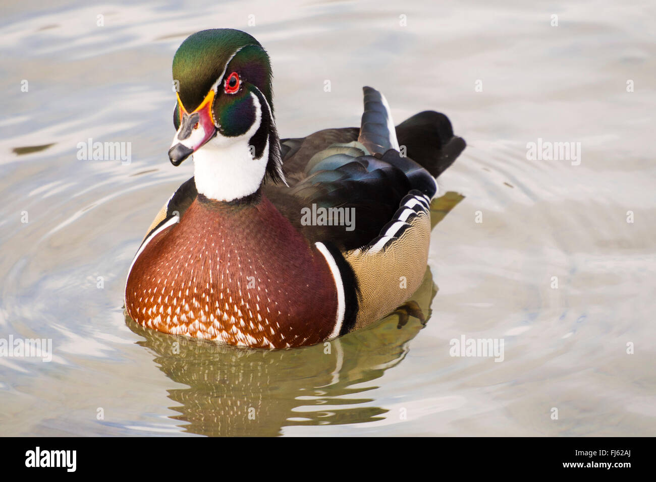 Eine männliche Brautente oder Carolina Ente, Aix Sponsa am Widlfowl See im Grange über Sand, Cumbria, UK. Stockfoto