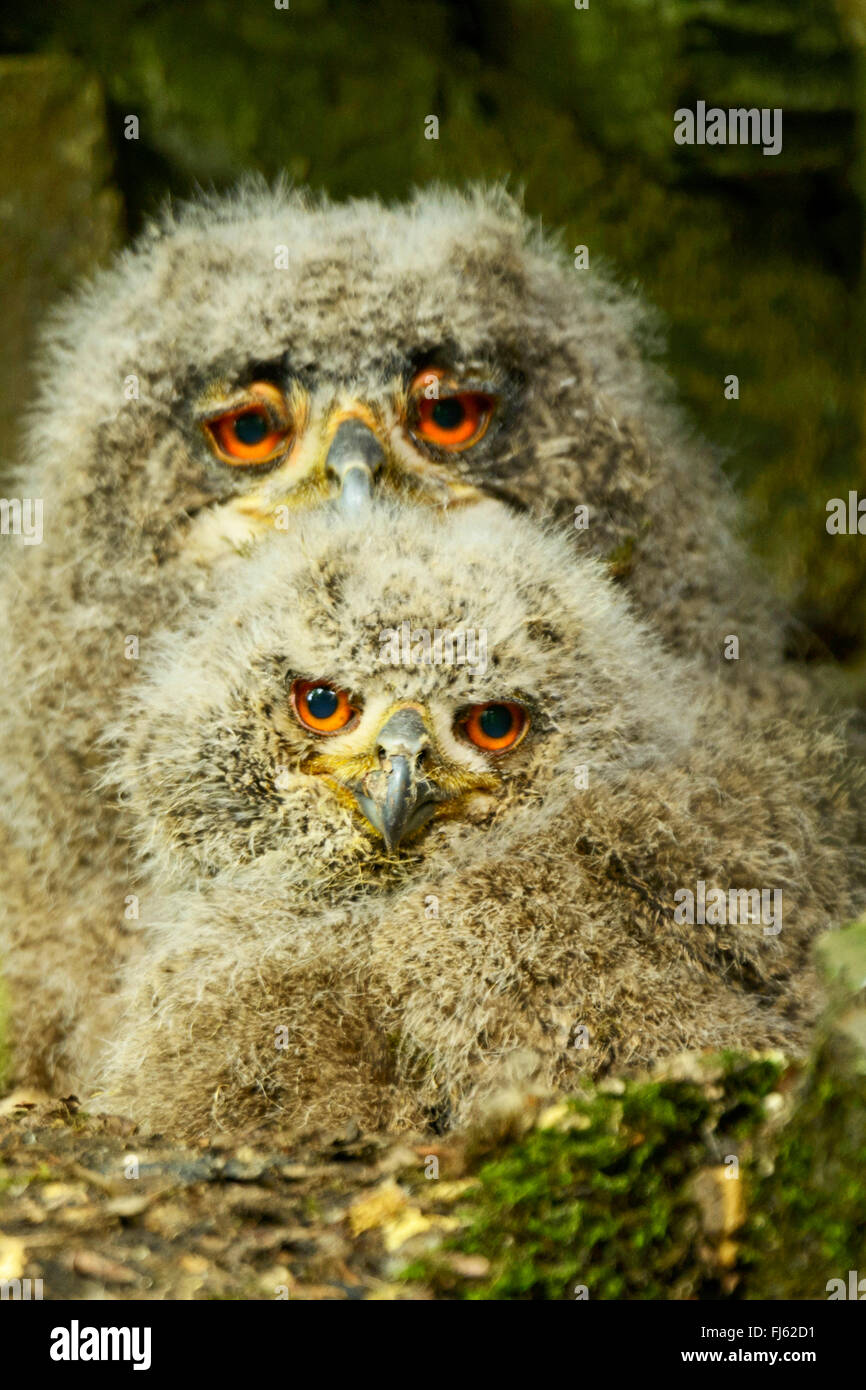 nördlichen Uhu (Bubo Bubo), zwei junge nördlichen Adler Ows im Nest, Deutschland Stockfoto