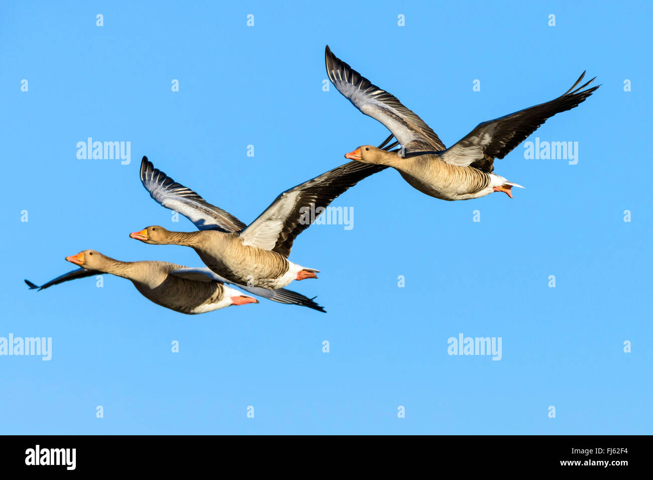 Graugans (Anser Anser), drei Graugänse im Flug, Niederlande Stockfoto