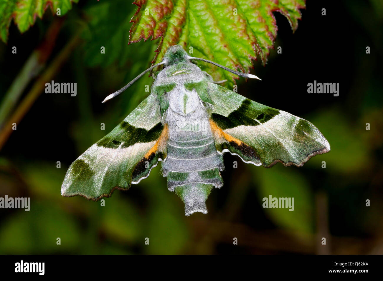 Weidenröschen Hawkmoth, Curzon Sphinx Moth (Proserpinus Proserpina), sitzt auf einem Blatt, Deutschland Stockfoto