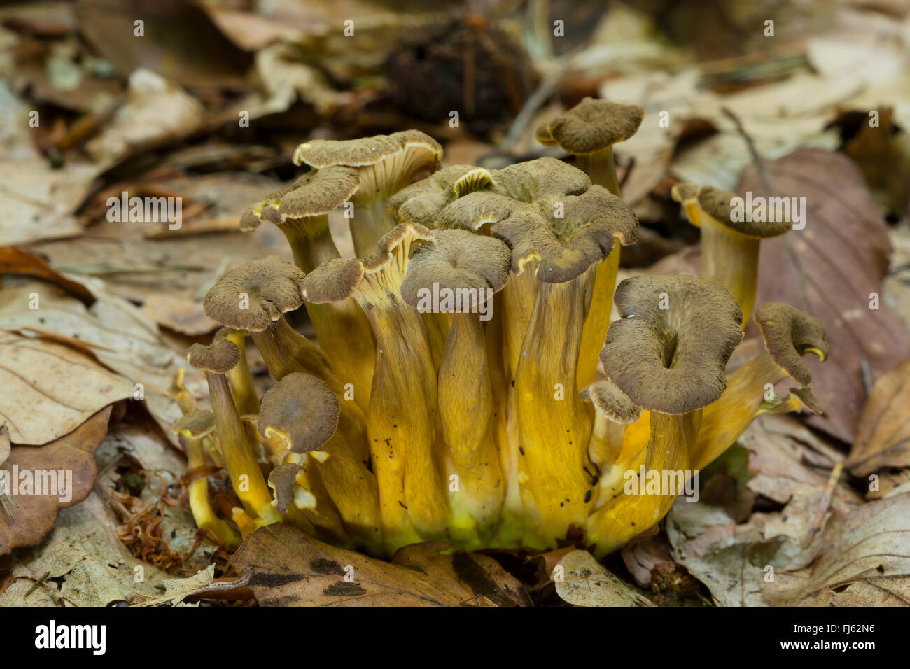 Gelbfußwallaby Pfifferling, Trichter Pfifferling, Winter Chanterelle (Craterellus Tubaeformis) Fruchtkörper im Laub, Deutschland Stockfoto