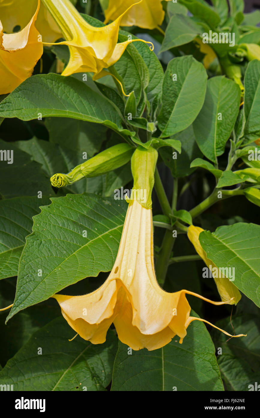 Baum der Engelstrompete (Brugmansia spec, Datura spec), Blume, Oberbayern, Oberbayern, Bayern, Deutschland Stockfoto