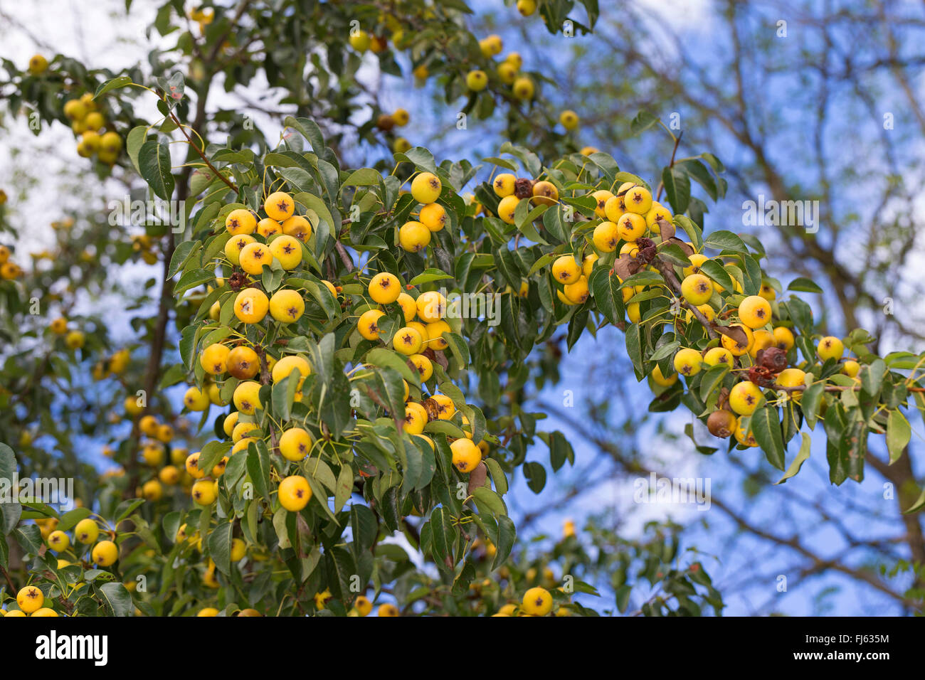 Wild pear pyrus pyraster fruits Fotos und Bildmaterial in hoher