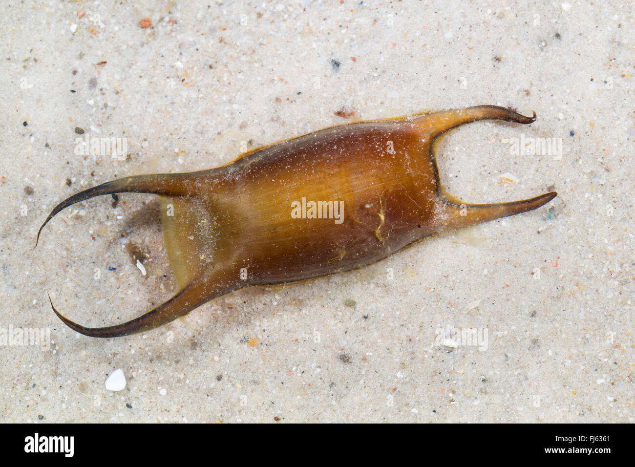 Gefleckte Ray, gefleckte Homelyn Ray, gefleckte Skate, Homelyn Ray (Raja Montagui), ledrigen Ei-Fall Stockfoto