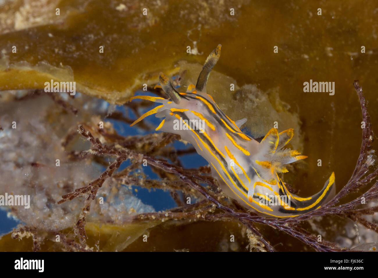 vier-gestreiften Polycera (Polycera Quadrilineata, Polycera Lineatus, Thecacera Capitata, Doris Quadrilineata), auf einer Koralle Stockfoto