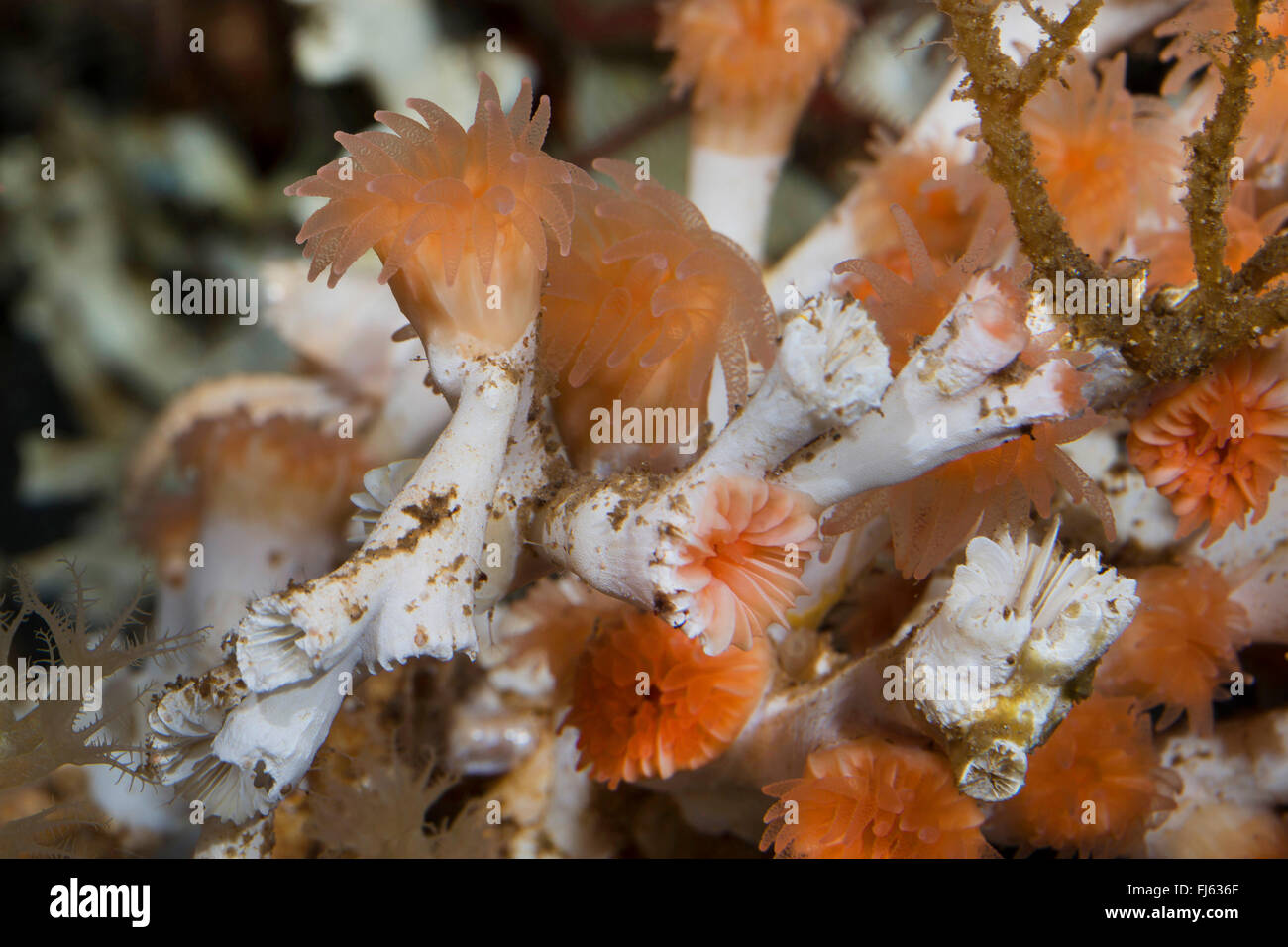 Auge-Koralle, Kaltwasser Korallen, Spider Gefahren (Lophelia Pertusa, glimmerigen Pertusa), Detailansicht Stockfoto