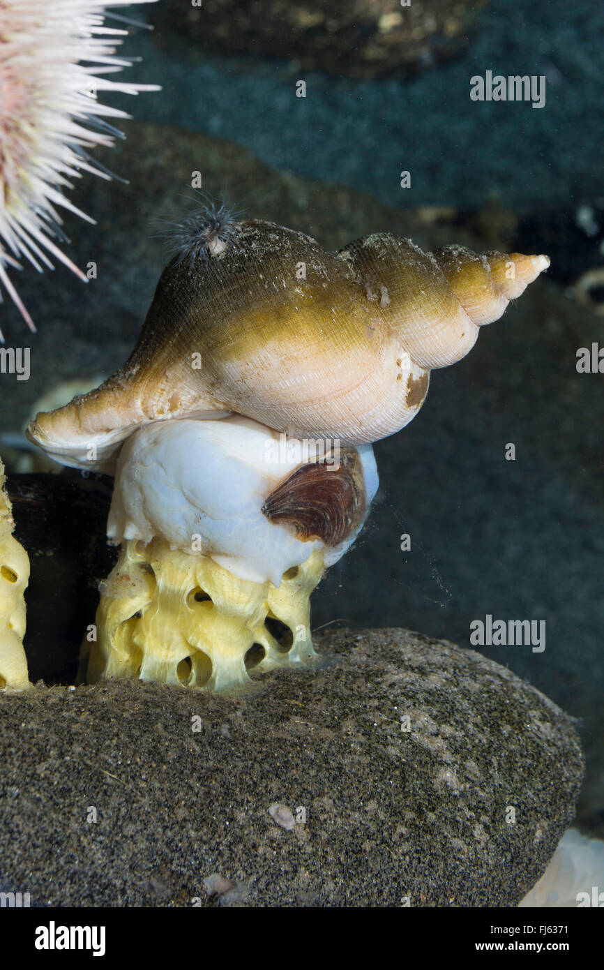 alten Wellhornschnecke, alten Neptun, gemeinsamen Spindel Schnecke, Neptun Schnecke, rote Wellhornschnecke, Buckie (Fusus Antiqua, Neptunea Antiqua), Eier Stockfoto